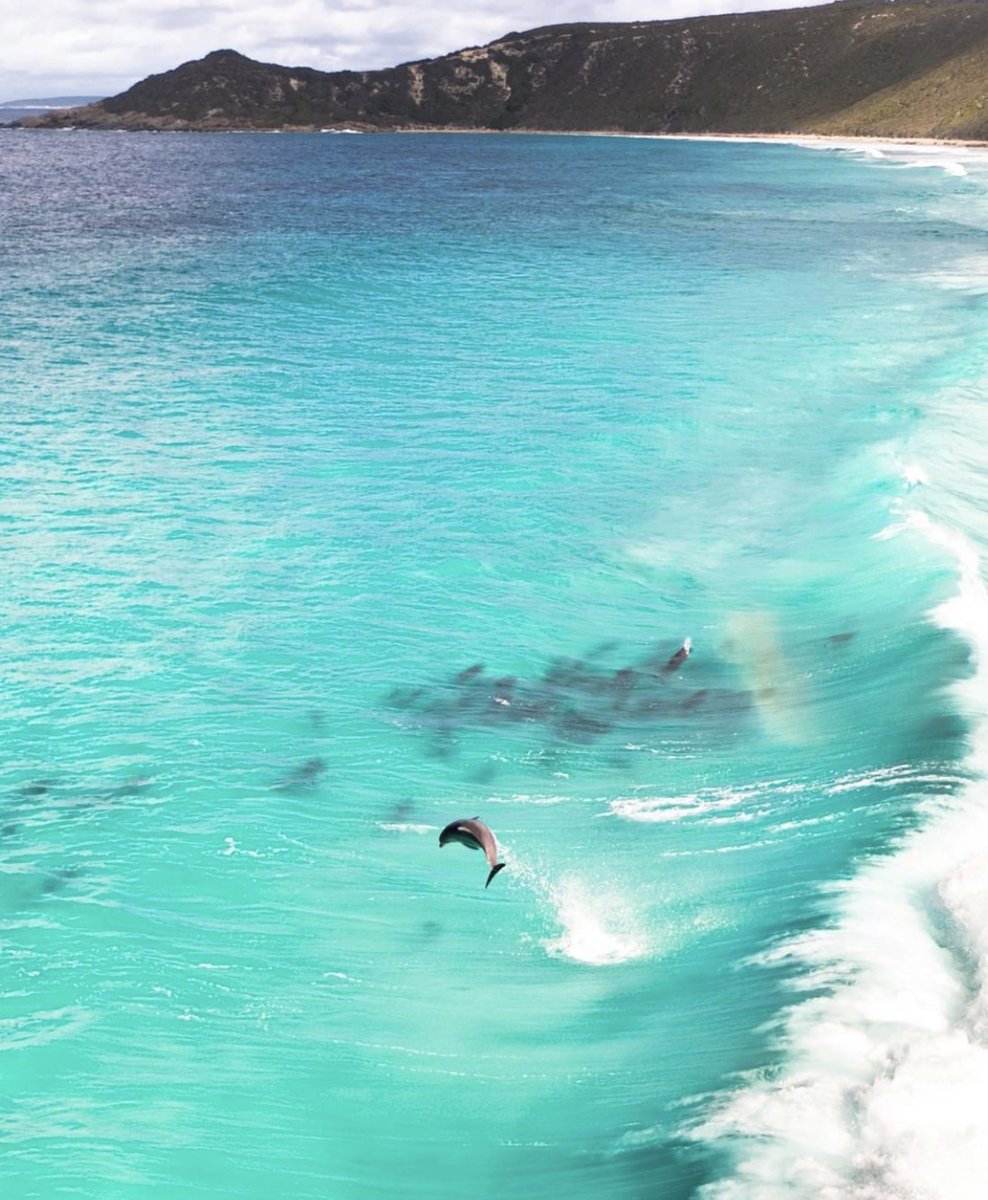 Happy Monday from Australia! 🐬 Photo by @jaimenhudson https://t.co/kZQRTu21FH