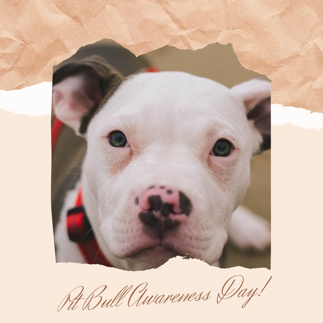 brakefastpets's tweet photo. "My pit bull doesn't just warm my heart, he warms my feet."
❤️
❤️
❤️
#Nationalpitbullawarenessday #qtdog #brakefastpets #spreadawareness #spreadlove #pitbull #mansbetfriend #doglover #mybestfriend #pitbullawarenessmonth #punishthedeednotthebreed #pitbullsoftwitter #dogstagram https://t.co/Rp8DWb8uT8