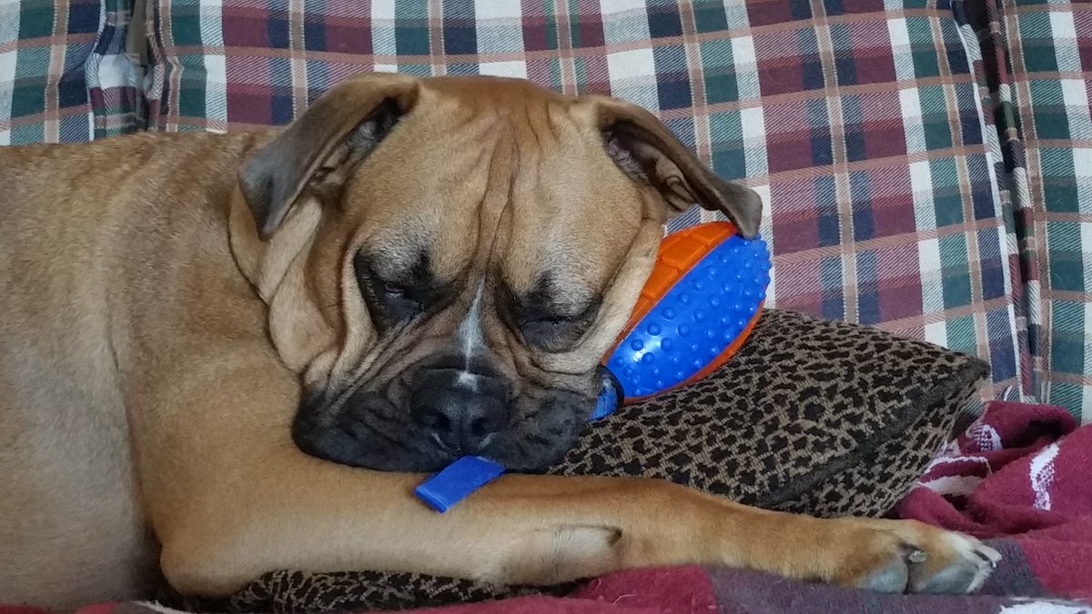 bowzershop's tweet photo. Toys aren's just for playing. Zzz. #MondayMotivation 

#BowzerShopper #CanadianDog #Buddy https://t.co/DGOIlswSLo https://t.co/raF4DSkHze