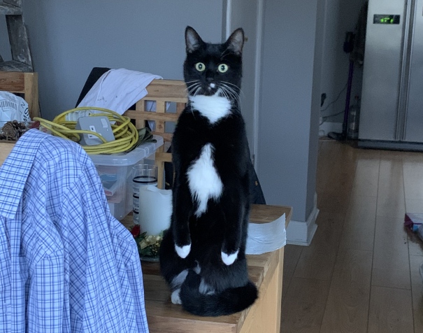 StuffCatsWant's tweet photo. Cat of the Week - Billbert - October 26th, 2020

Come meet this week's Cat of the Week, Billbert! She's a beautiful three year old that loves to play Hide &amp; Seek! See if you can find her in these photos...

#CatOftheWeek #TuxedoCat

https://t.co/TNO7I2NZAV https://t.co/xiHY1iafsQ