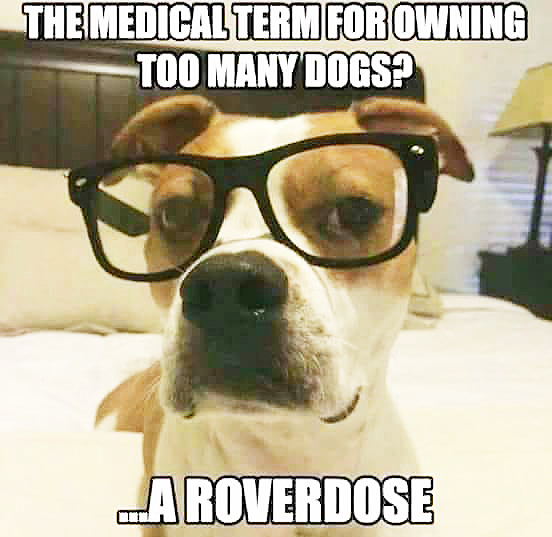 FourLeggerBox's tweet image. We&apos;re suffering from it are you? ;) 

#DogLove #BowzerBox #SubscriptionBoxForDogs #Canadian #NumberOne