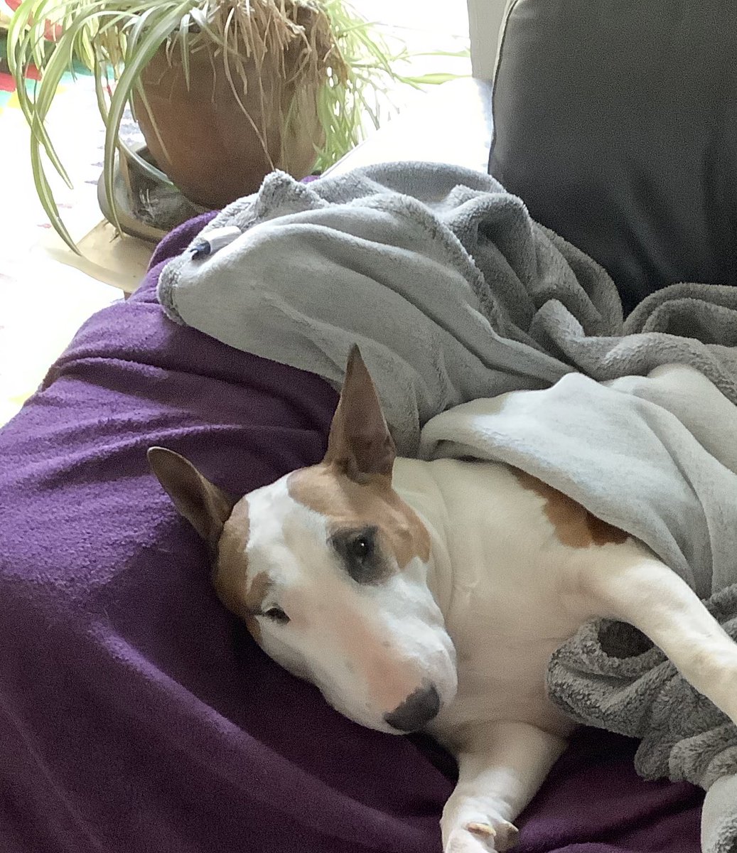 After my #bullterrier Mimi got tangled with my <a href="/RasPiO1/">RasP.iO</a> nightlight I had to replace the broken <a href="/arduino/">Arduino</a> nano. On testing no reading from the LDR. Realised there was damage to PCB too but all fixed by a bypass wire. We can see in the shed again!