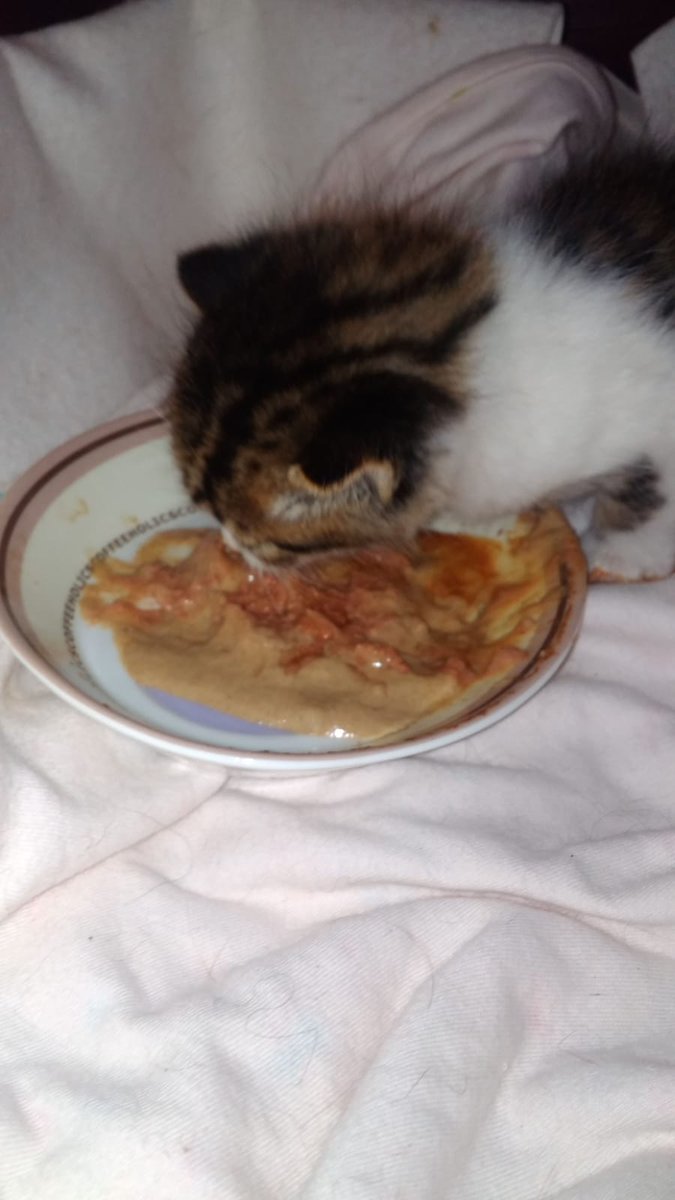 deltarescat's tweet photo. A dinar...
#gat #cat #gato #bebe #bebegat #bebito #DeltaRescat #adoptanocompres #salvemvides #deltadelebre #amorgatuno 
Els #animals no son #joguines
Info: deltarescat@gmail.com https://t.co/ACuON4cT23