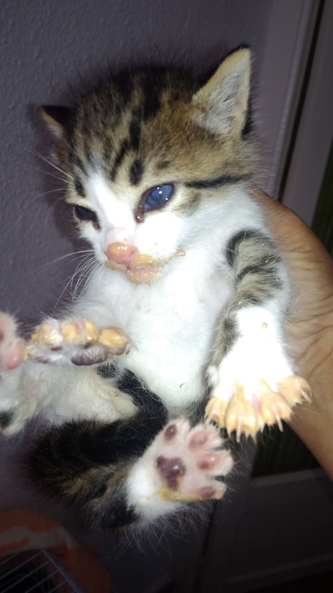 deltarescat's tweet photo. A dinar...
#gat #cat #gato #bebe #bebegat #bebito #DeltaRescat #adoptanocompres #salvemvides #deltadelebre #amorgatuno 
Els #animals no son #joguines
Info: deltarescat@gmail.com https://t.co/ACuON4cT23