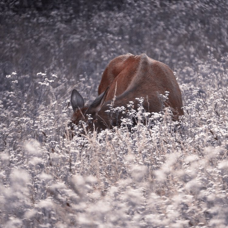 ๐๐๐ก๐ก๐ฌ ๐ช๐๐๐ฆ๐๐๐ฌ tweet media