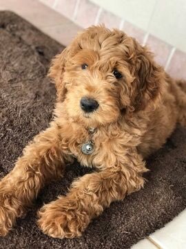 day 78 of nhlers as puppies: today we have floof — the pkane edition 