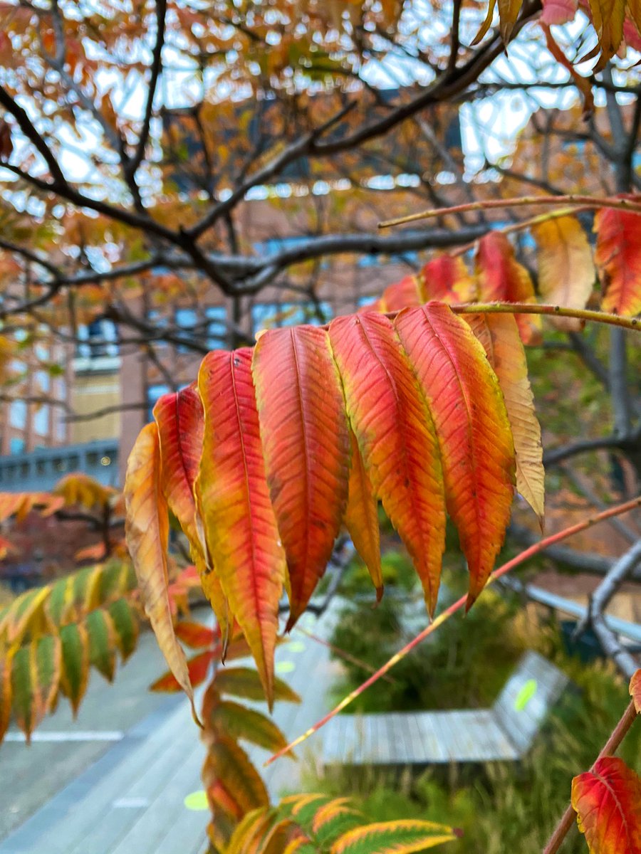 The High Line.