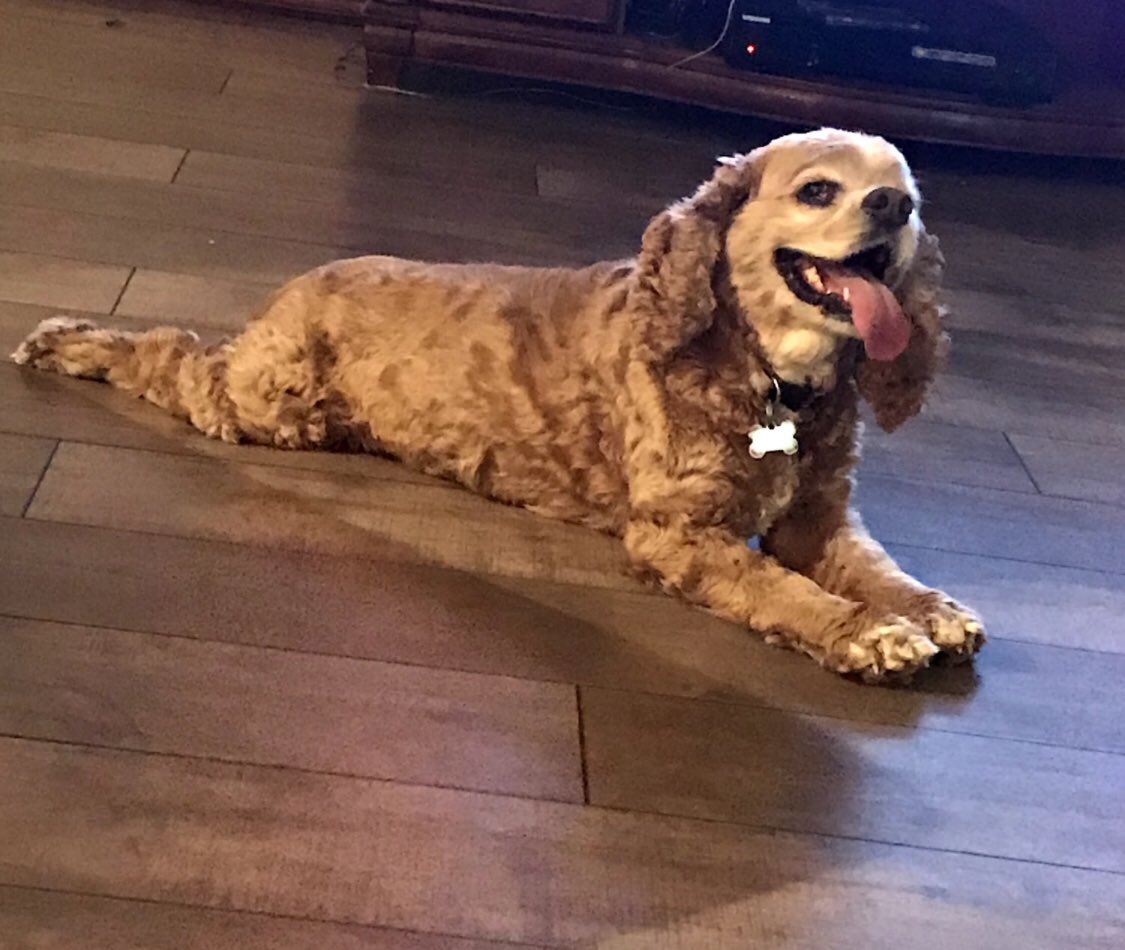 Happy birthday to our mini foot mascot, AKA Switzer the King dog. in your honor sir. 
