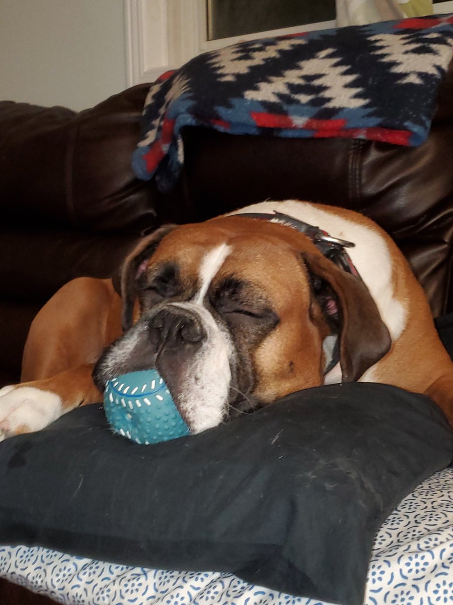 McCormickCp's tweet photo. Well, been something since I tweeted, so here is a picture of my dog Koopa #boxer #lovemydog https://t.co/JLKhJ4HCgz