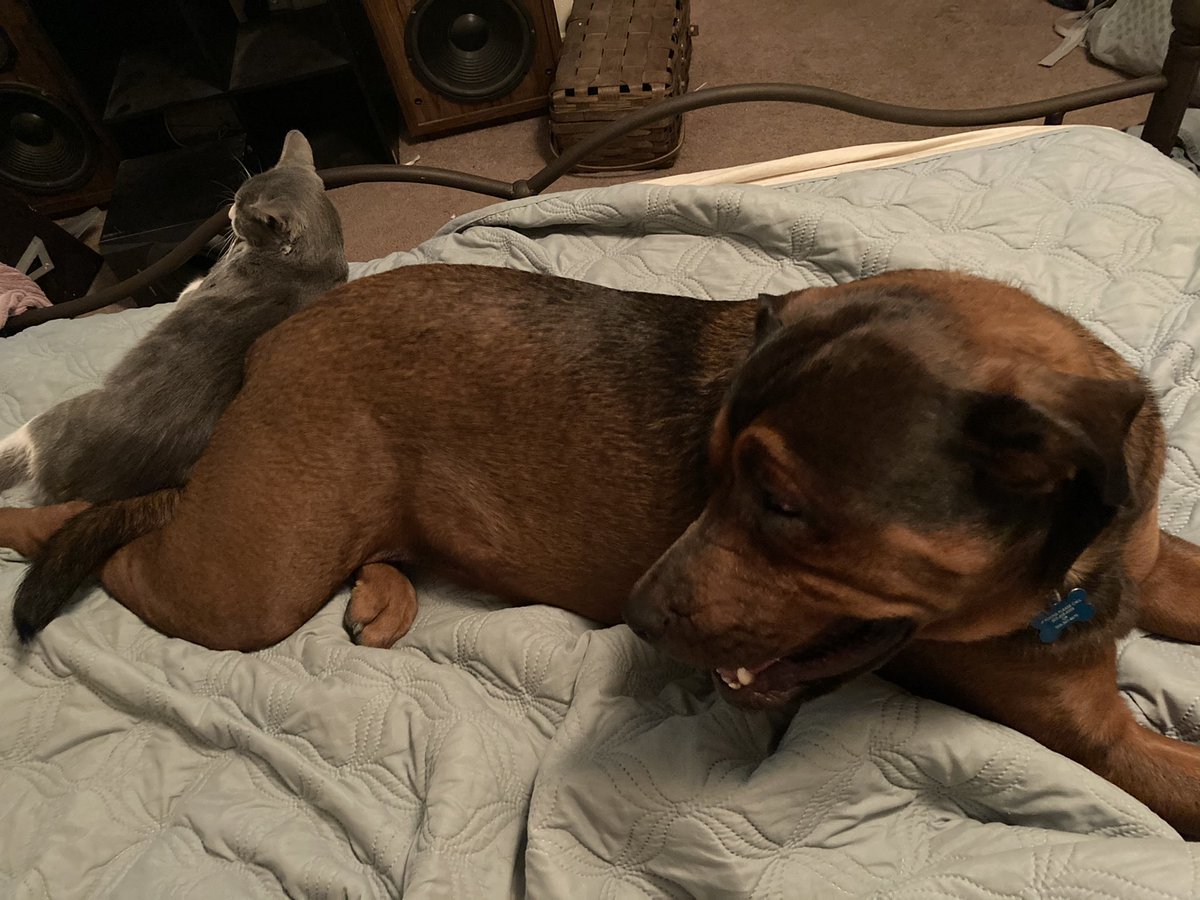 BitsySpazzi's tweet photo. We’z had what Hoomum called a “brake thru” last night. We cuddled on ze bed wiv ze hooms and ze monstar. #catsanddogs #CatsOfTwitter #dogsoftwitter #petsoftwitter https://t.co/2vXRJxHFld