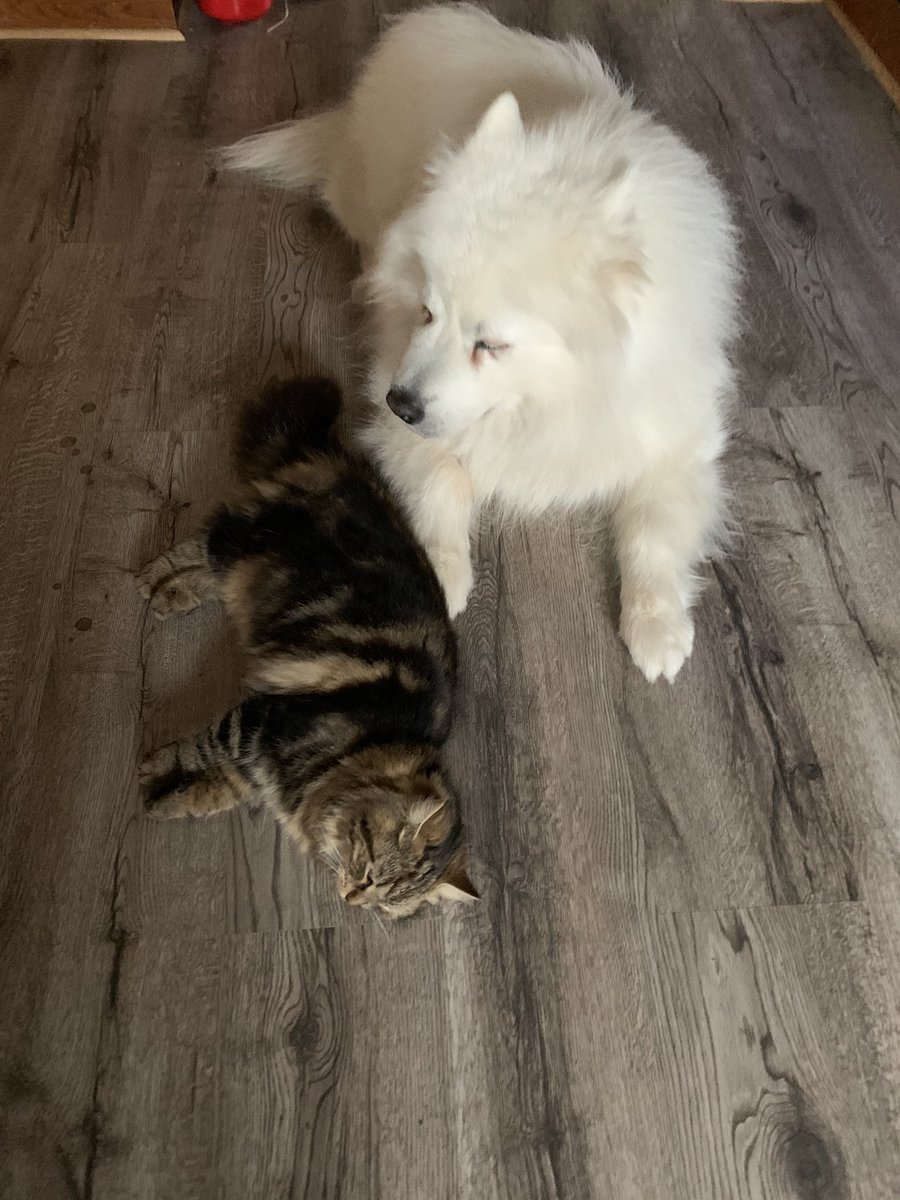 Our samoyed Ripley and kitten Elsa are taking a break together ❤️❤️ 