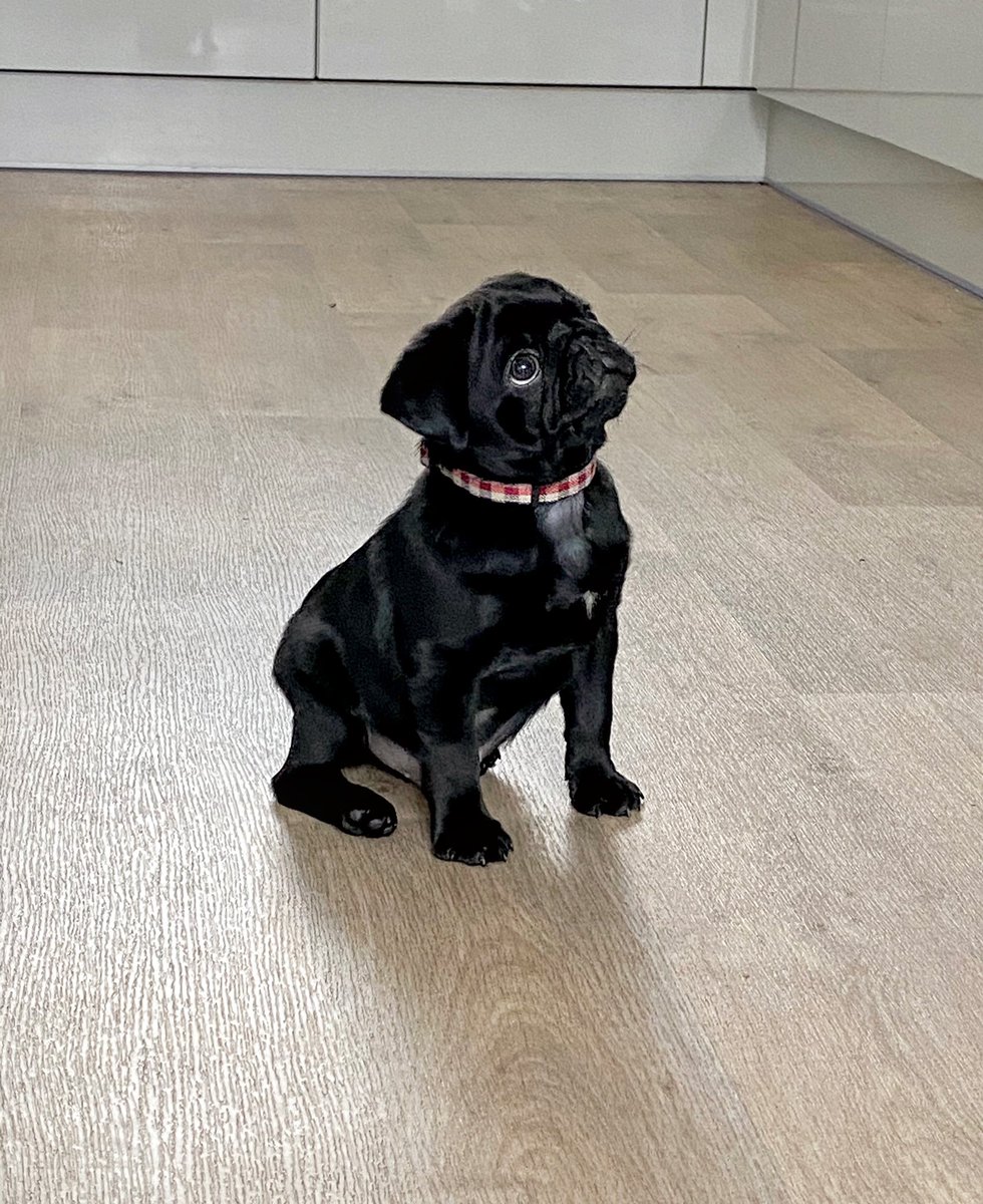 HomesEmma1's tweet photo. Absolute pug love for my boy Guinness #pug #puppy https://t.co/XFhpB7ZZkv