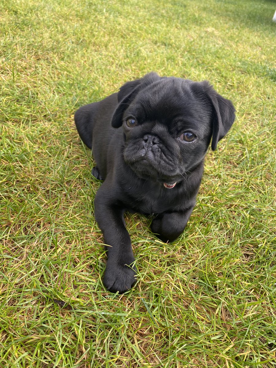 HomesEmma1's tweet photo. Absolute pug love for my boy Guinness #pug #puppy https://t.co/XFhpB7ZZkv