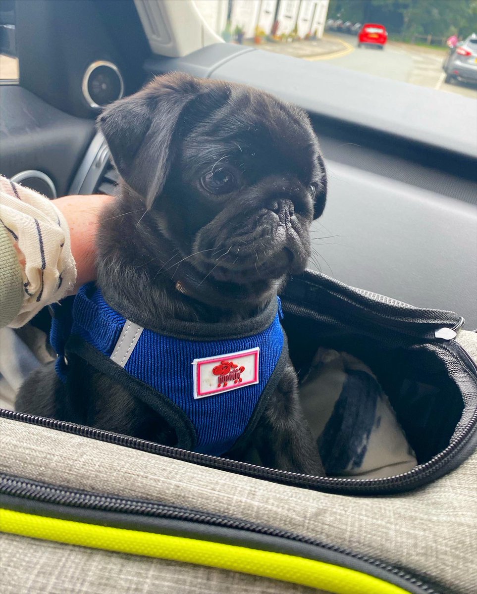 HomesEmma1's tweet photo. Absolute pug love for my boy Guinness #pug #puppy https://t.co/XFhpB7ZZkv