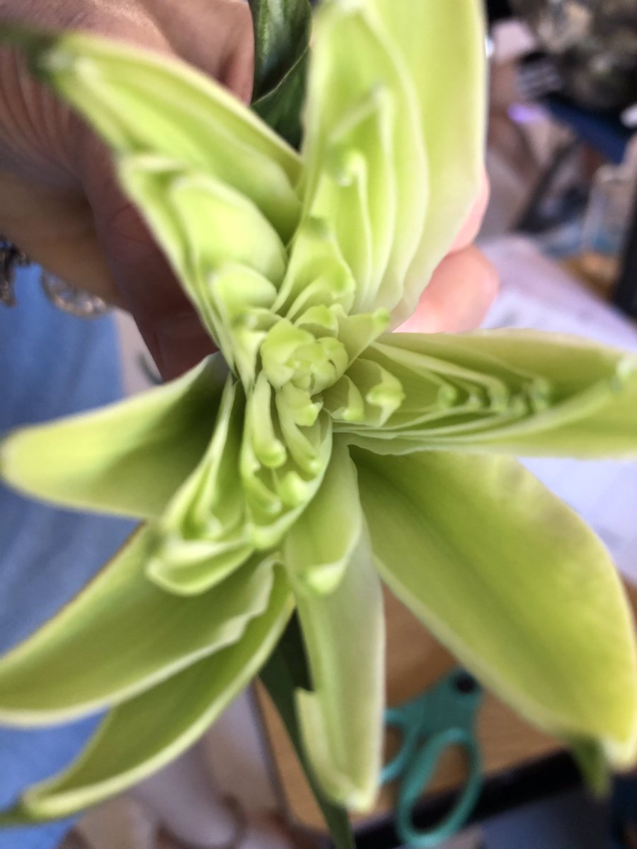 Ferguson_RES's tweet photo. One of our faves! 🌺 dissection! #4thgraderocks #buddingbotanists https://t.co/KE3UIlZ3ZB