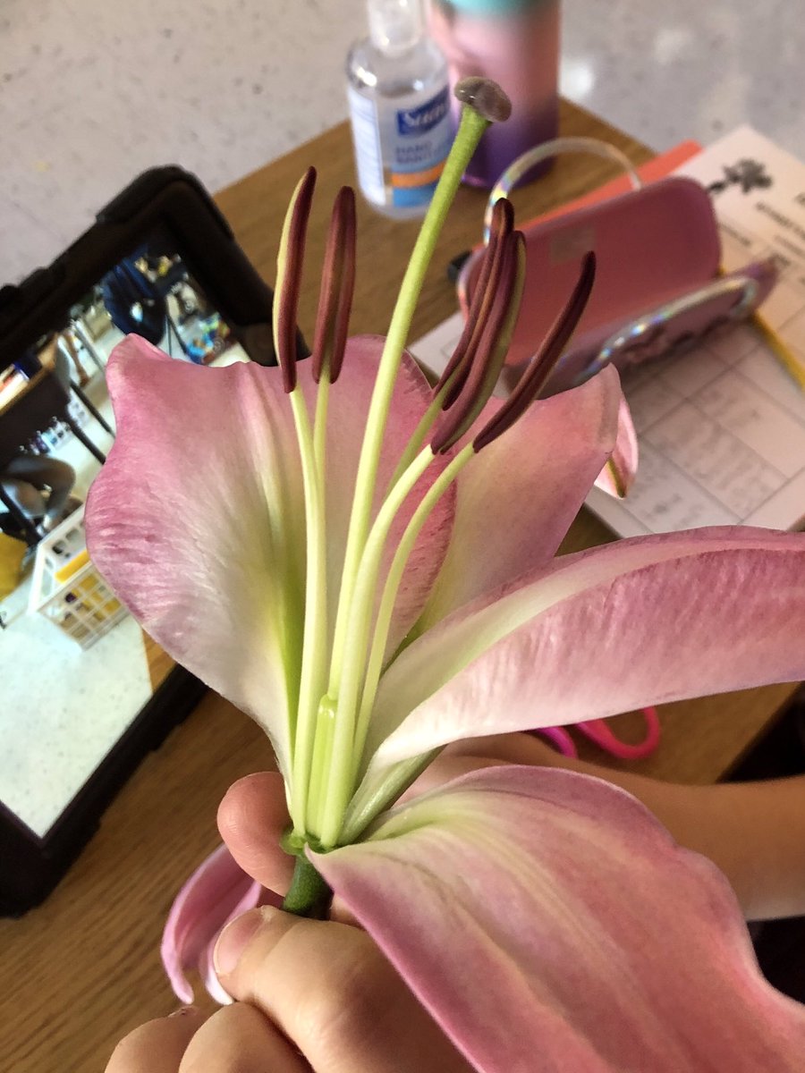 Ferguson_RES's tweet photo. One of our faves! 🌺 dissection! #4thgraderocks #buddingbotanists https://t.co/KE3UIlZ3ZB