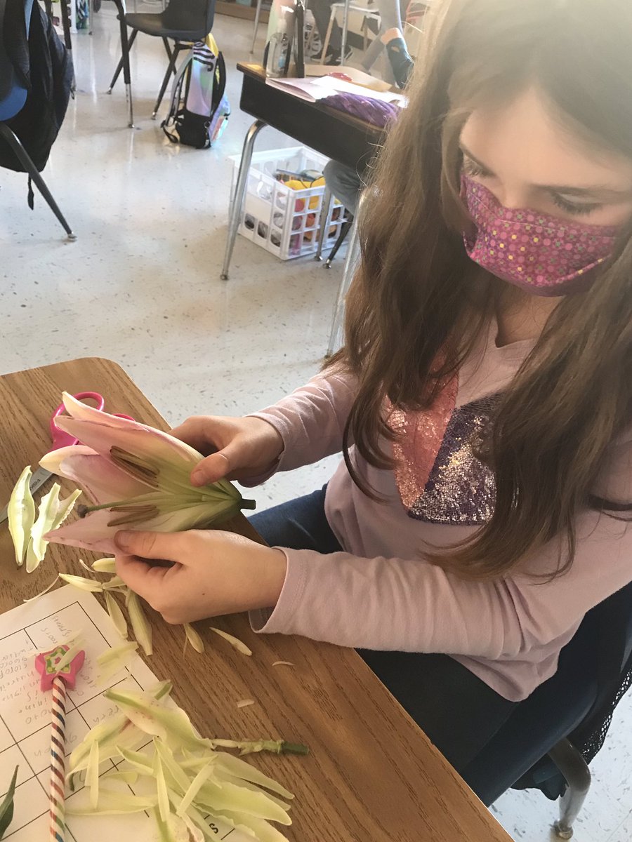 Ferguson_RES's tweet photo. One of our faves! 🌺 dissection! #4thgraderocks #buddingbotanists https://t.co/KE3UIlZ3ZB