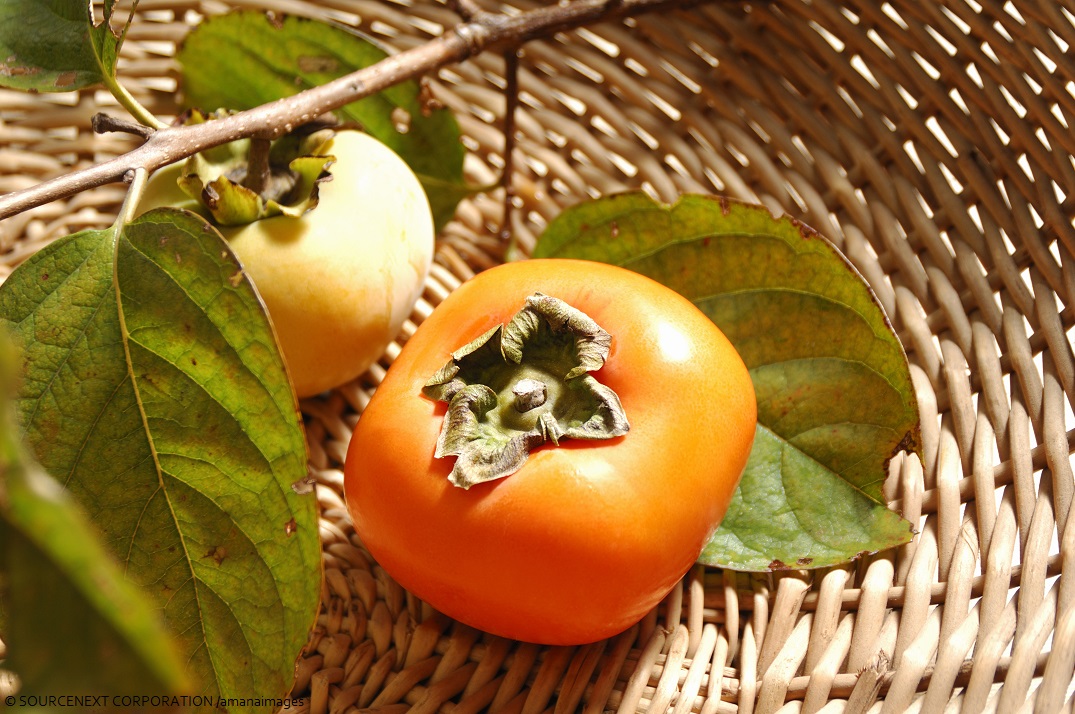 Heute ist 'Tag der Kaki-Frucht' in #Japan! 
Die #Kaki gilt als typische Herbstfrucht und erfreut sich schon von alters her großer Beliebtheit. Die Früchte sind meist ab #Oktober erhältlich – ein Zeichen, dass der #Sommer vorbei ist und der #Herbst endgültig Einzug gehalten hat.