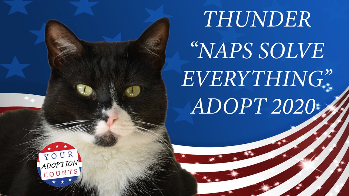 petsalive's tweet photo. Thunder definitely has the right idea!

Email adoptions@petsalive.org for more info on Thunder! #ADOPT2020 https://t.co/gNbgFYLaLo