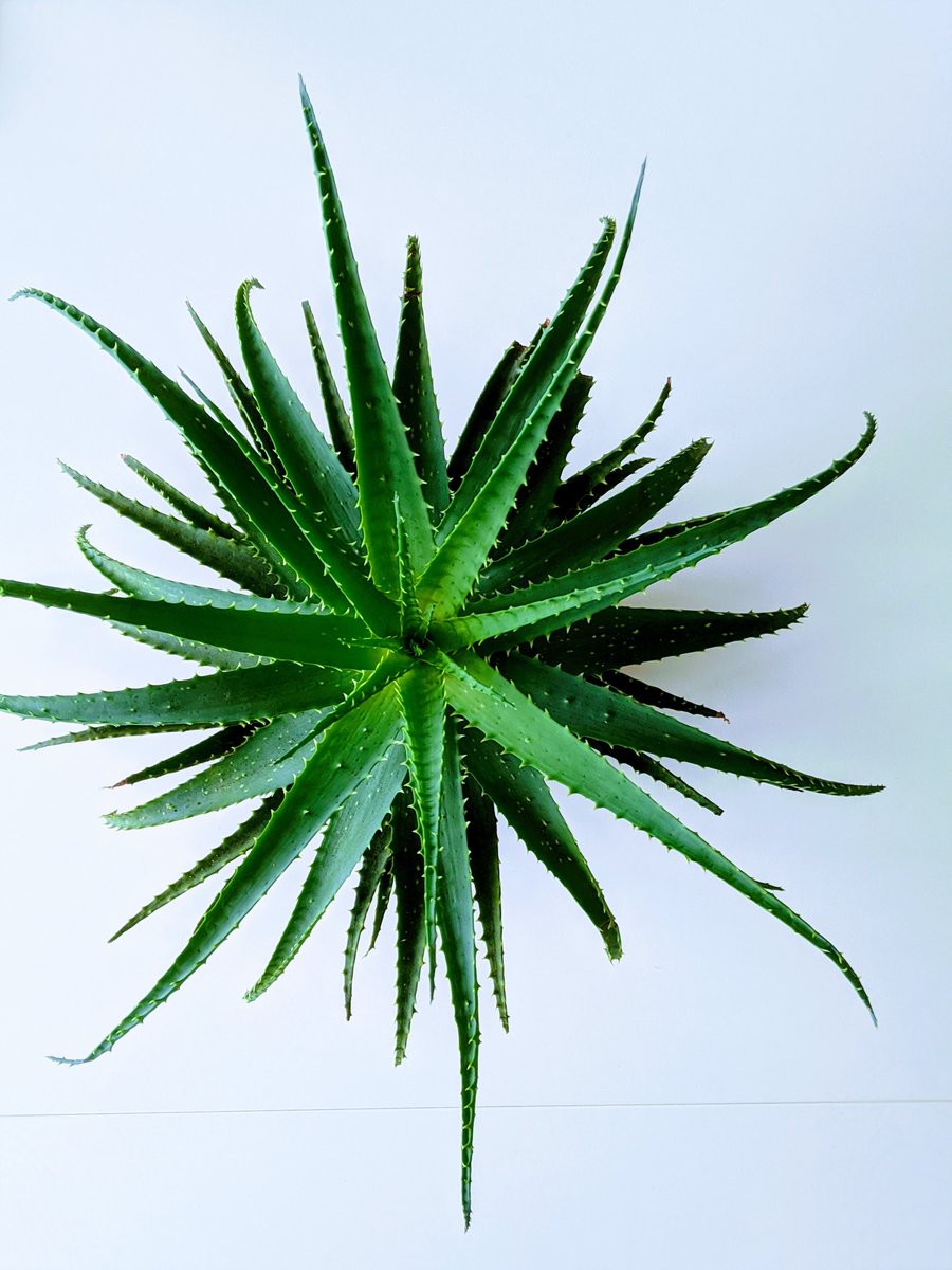 #mondaymotivation
Did U Know❓
🍁Botanical are Medicine TOO
🍃Why don’t we treat them as such❓
🍁 Nature’s Gud
👉 Go buy a copy of my book on Amazon or the website. Info n Bio
👉🏿Follow me
🍃 Let’s Go Have A Great Week❗❗
#Natures #Beauty #GLOZEBEAUTY #WCIHEALTH https://t.co/SglVOzayh2