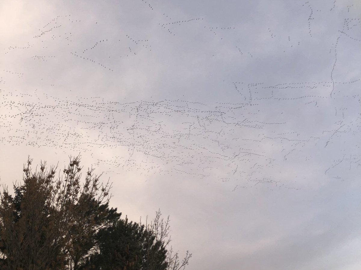 Good old Saskatchewan traffic jam, I don’t know how there are not more accidents and they don’t drop onto my deck. #snowgeese https://t.co/GEn9THViyq