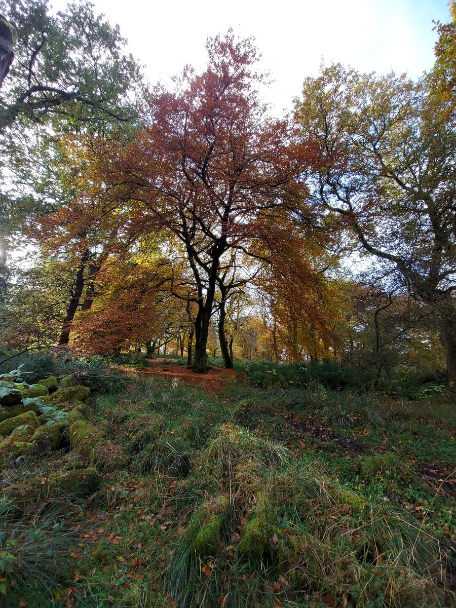 kr1010_k's tweet photo. Photos from my lunchtime walk. A perfect antidote to a 3 hour Monday morning online management team meeting #Autumn #Trees #Leaves https://t.co/kV0Ivd68lx