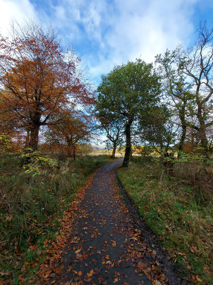 kr1010_k's tweet photo. Photos from my lunchtime walk. A perfect antidote to a 3 hour Monday morning online management team meeting #Autumn #Trees #Leaves https://t.co/kV0Ivd68lx