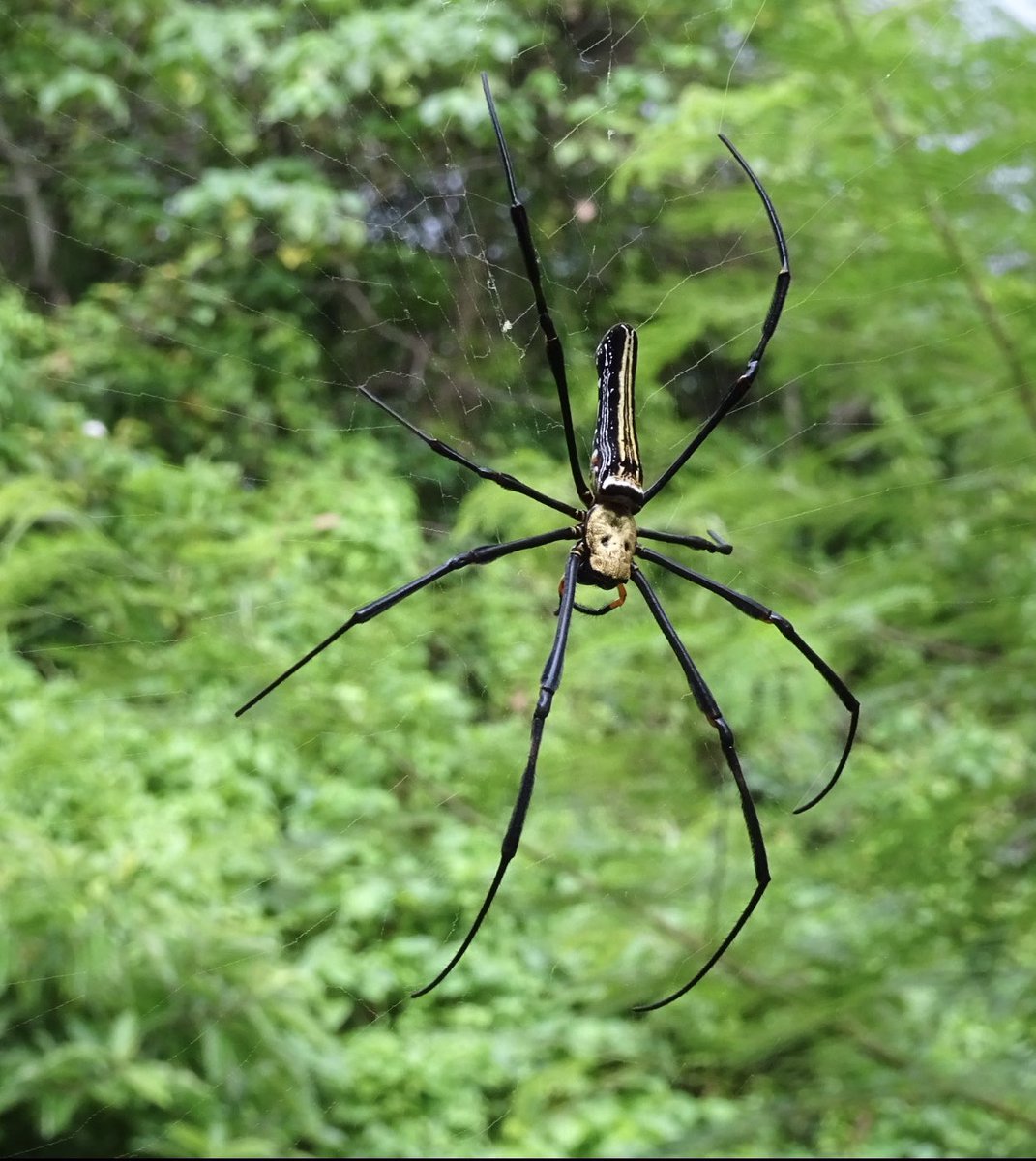 LindyLouMac's tweet image. This handsome spider appears to be magically hanging in mid air. His web is so delicate it is almost invisible. I decided to use this archive photo from Hong Kong for today’s prompt. #fmsphotoaday #fms_aspiderweb #spider #spiderweb #hongkong #lammaisland