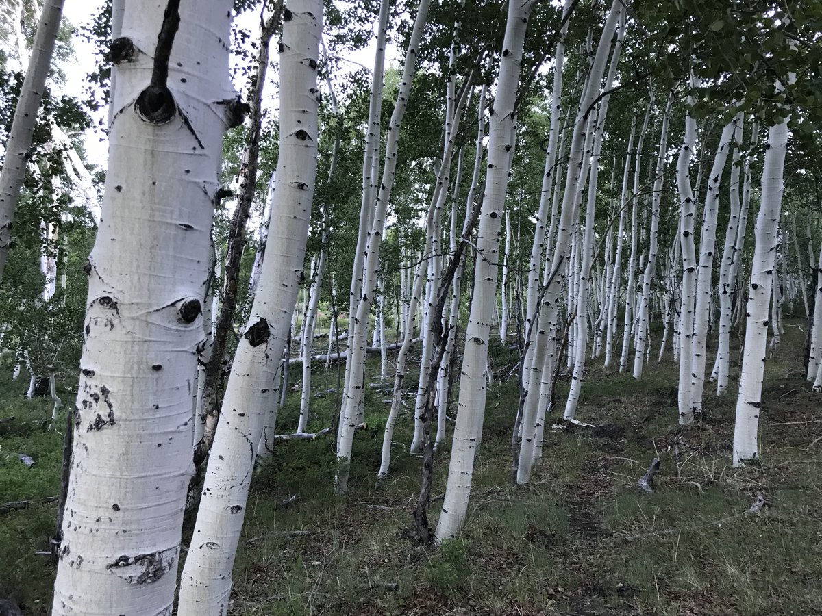 Adversego's tweet image. Those of you who have enjoyed my thrillers may enjoy a new series of essays I&apos;m posting at my author blog, focusing on the American southwest and other natural scenes that have provided the backdrops for the action in my novels. The most recent is here: bit.ly/3kJ2DEN