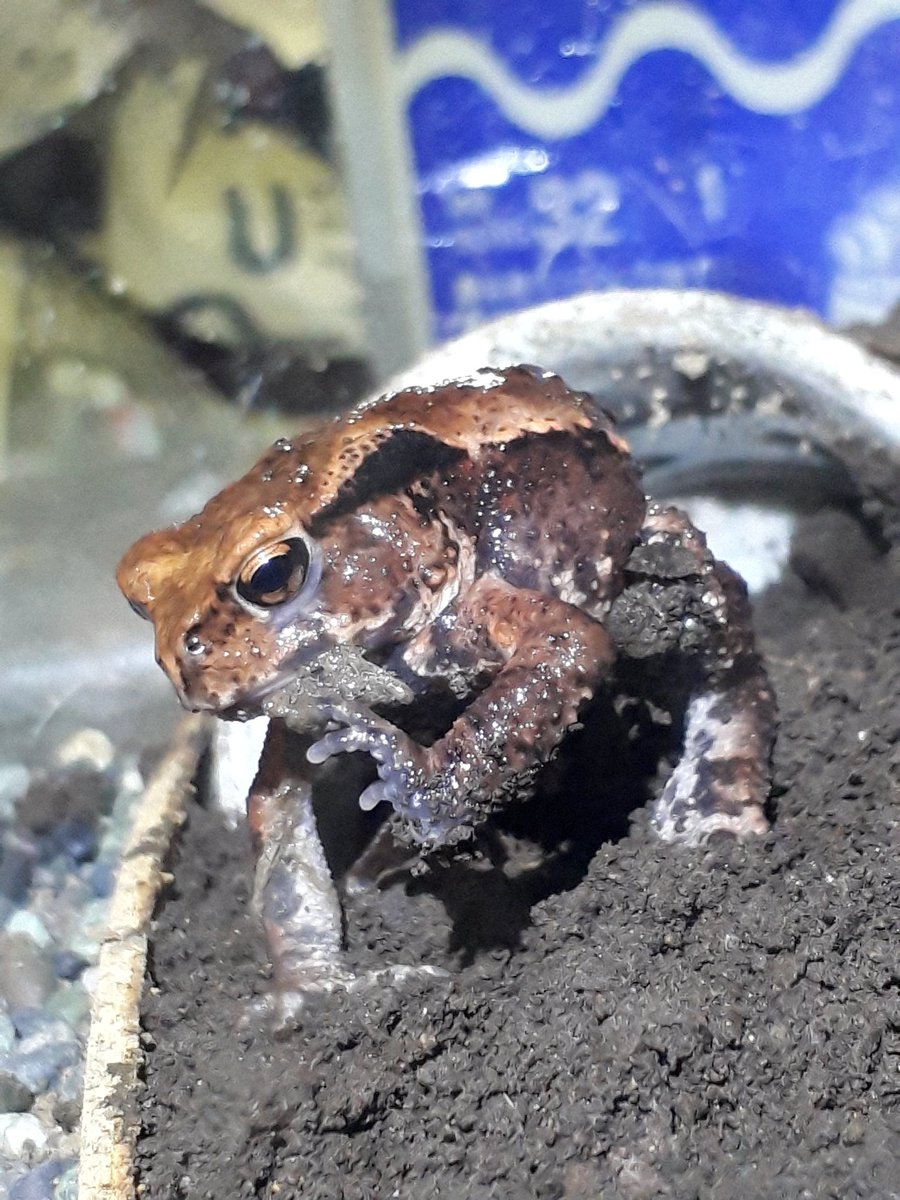 Bs Lab على تويتر ヒキガエルが脱皮するの 初めて見た イモリと同じで 脱皮殻を食べちゃうんだな 脱皮する時は なんか大汗かくみたい ヒキガエル 脱皮