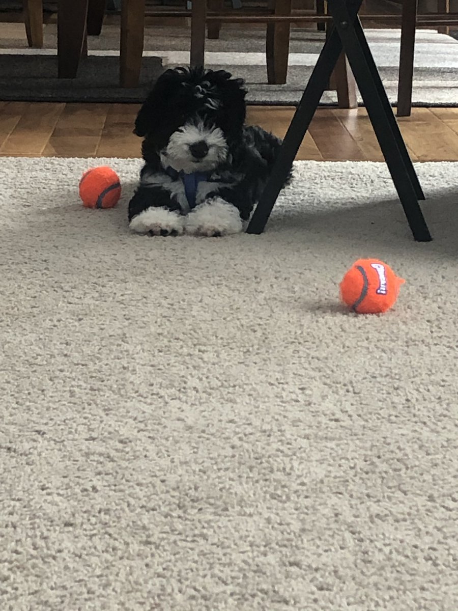 lunylysa's tweet photo. @rachelnpr Scooter, my puppy distraction, says hi to Lola! https://t.co/yNpNLMqgE6