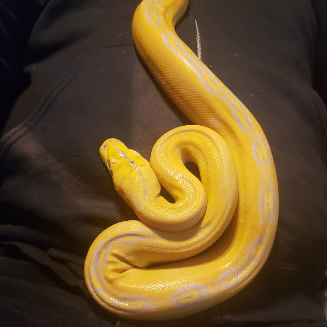 Darth_Malcolm's tweet photo. Zannah is one of the most chill snakes I've owned. Absolutely love this girl.

#zannah #albinosunfiregoldenchild #lavenderalbino  #sunfire #goldenchild #reticulatedpython #Malayopythonreticulatus #serpent #serpentfiend #snake #python #reptile https://t.co/ecZqg7sBbI