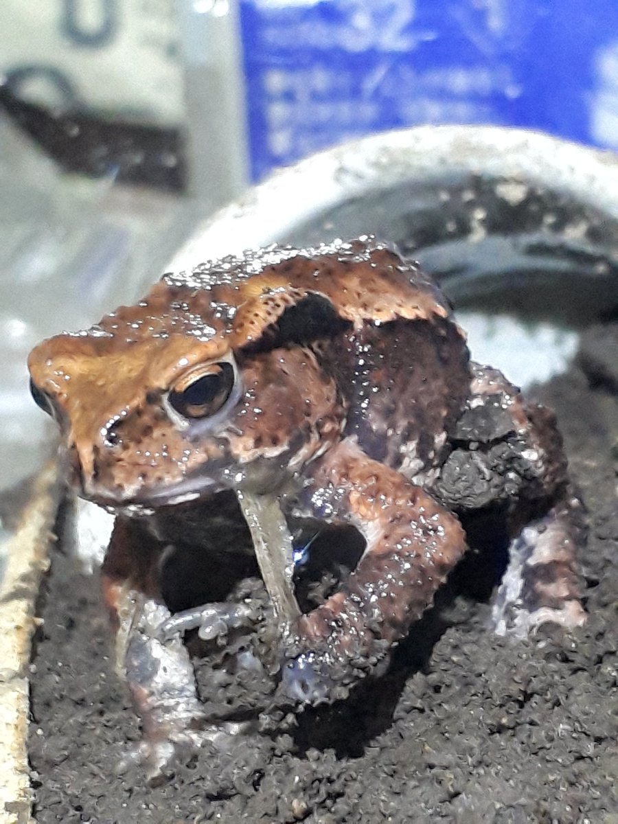 Bs Lab على تويتر ヒキガエルが脱皮するの 初めて見た イモリと同じで 脱皮殻を食べちゃうんだな 脱皮する時は なんか大汗かくみたい ヒキガエル 脱皮