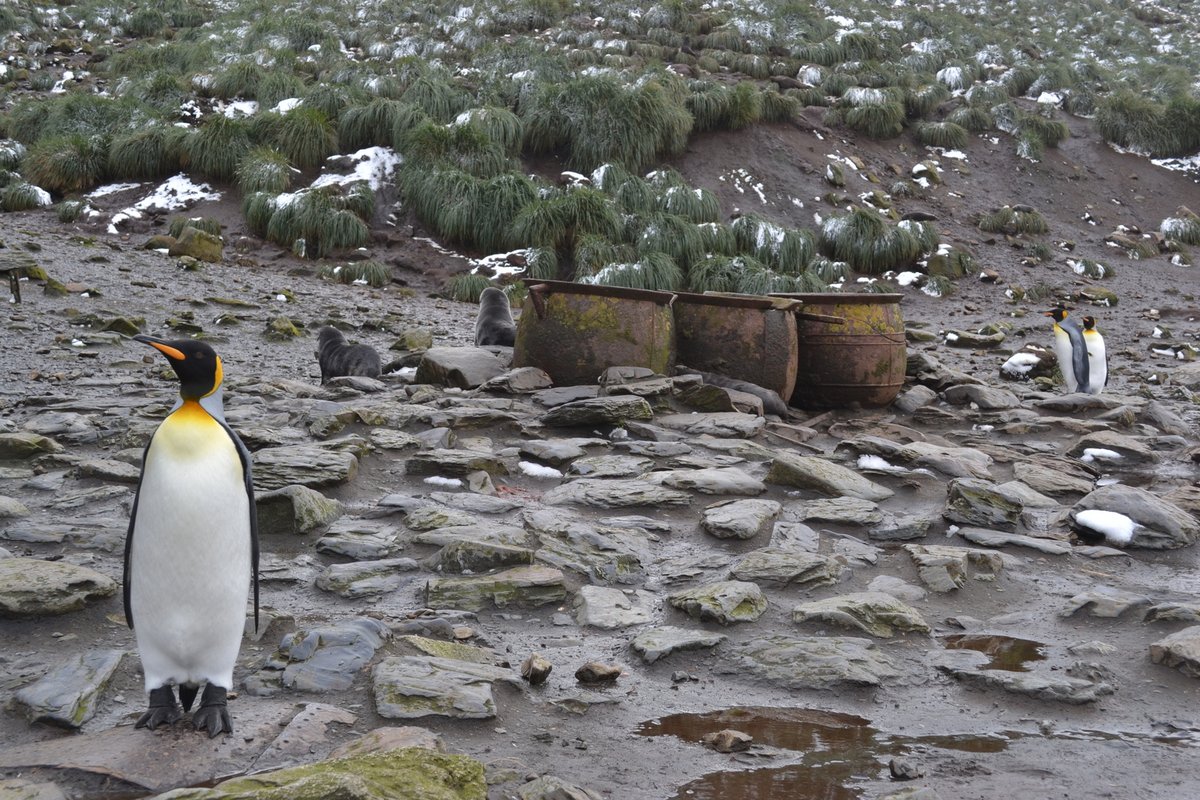 camantsoc's tweet photo. Our next talk will be on Mon 2nd Nov, by Dr Marcus Brittain who will talk on the ‘Archaeology of South Georgia, Antarctica’. 
This will be hosted via Zoom.  If you're not a member but want to listen to the talk, email the CAS Secretary on secretary@camantsoc.org for the link. https://t.co/OGCL4Tm07v