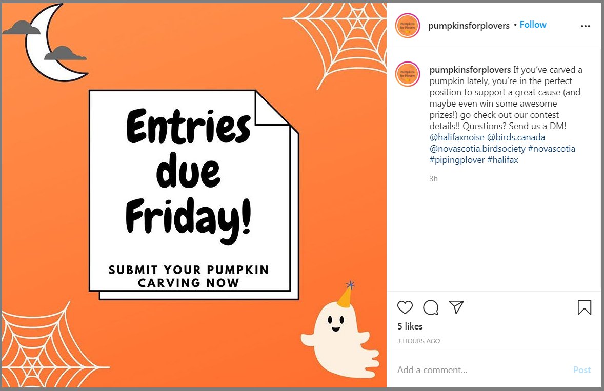 ontarioplovers's tweet photo. Check out this #PloverPumpkin carving contest happening over on Instagram! This is organized by a young plover enthusiast in Nova Scotia who is raising funds for plover conservation in Canada! You can even win some plover prizes from us @BirdsCanada
https://t.co/RNTTYiPpWU https://t.co/2Ms8KeIRev