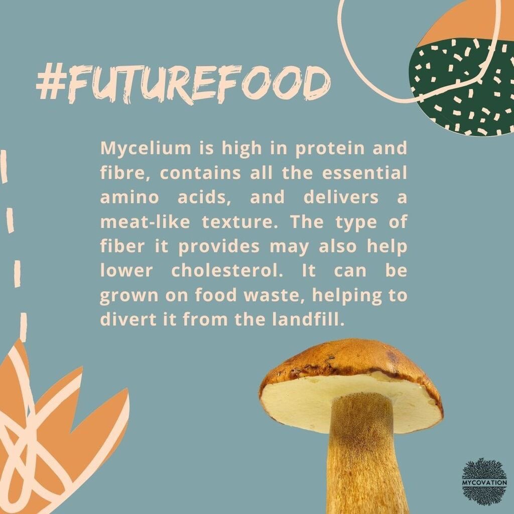 We did get you thinking what this is all about, didn't we? Well, here it is. #Mycovation aims to bring to you and your family-nutrition that supports humankind as we seek inspiration from nature and mother earth. What can be better than food grown in the most sustainable manner?