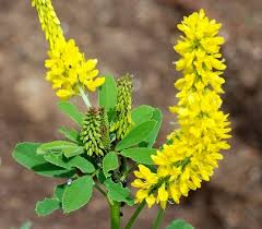 Melilotus: a genus of grassland plants originally from Eurasia, also known as “sweet clover” because of a vanilla-like scent (though the taste is bitter). Sweet clover was first brought to the US & Canada during the Colonial period, and became a useful farm animal feed./2