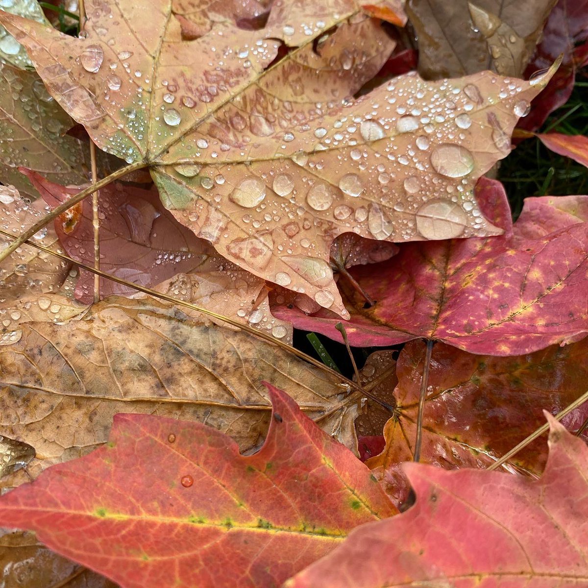 kathyluwho's tweet image. The past 30 days in 4 scenes 😨
#kcwx #winterishere #whatistime