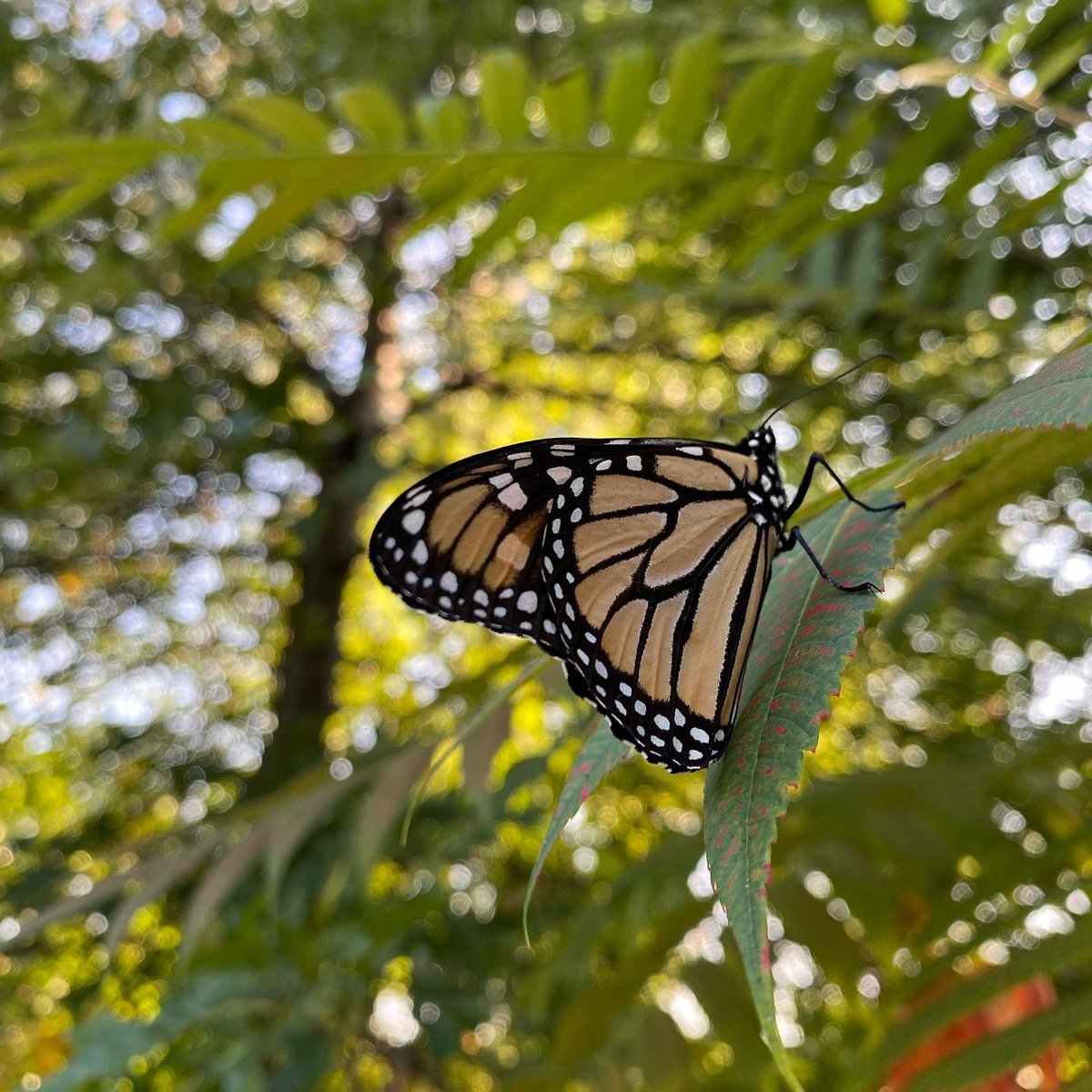 kathyluwho's tweet image. The past 30 days in 4 scenes 😨
#kcwx #winterishere #whatistime