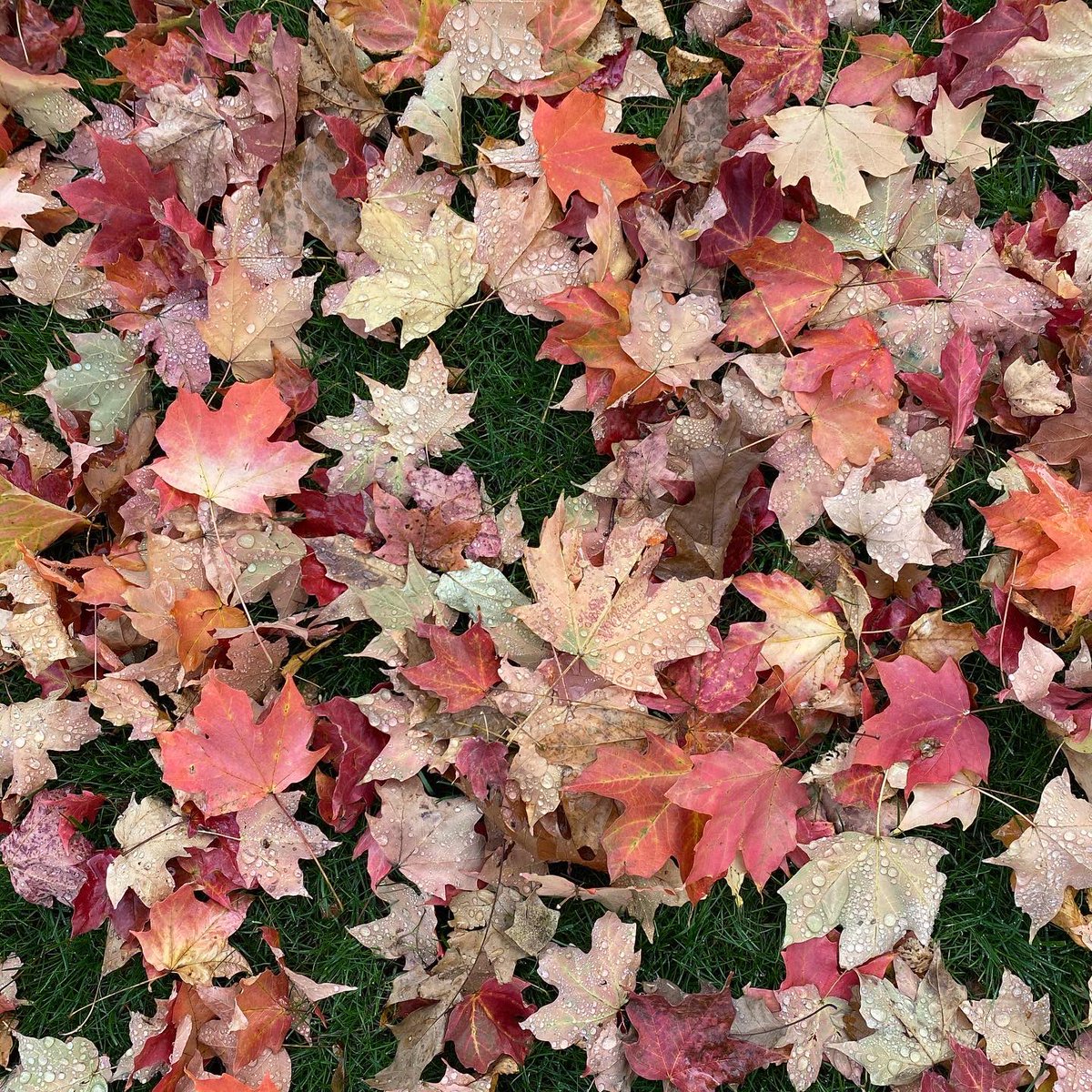 kathyluwho's tweet image. The past 30 days in 4 scenes 😨
#kcwx #winterishere #whatistime