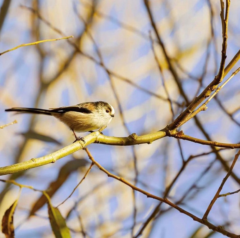 A long-tail tit catches some autumn rays ☀️ Did you spot any birds over the weekend? We'd love to see any shots you got! 📸👇 📸 by feral_platypus IG #Birds #Birdwatching #BirdiesBoost 🍂