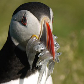 #SalishSea News: Puffin, NDP majority, WA hatcheries, orca recovery, hornet nest, Soos Cr stormwater, Padilla Bay plan, Gulf Is trees, Oly oysters, Colstrip sale, oil futures bit.ly/3mnsq5B