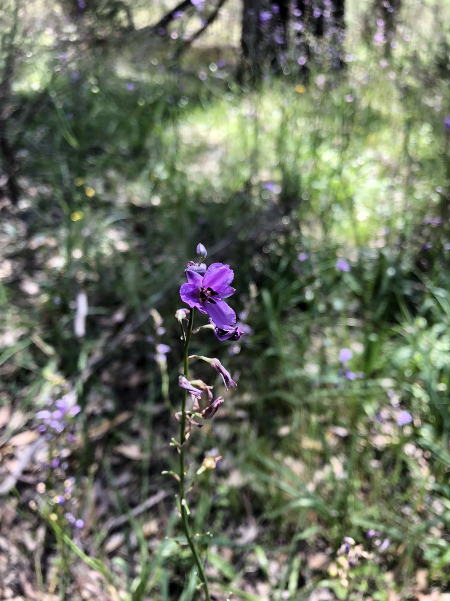 ToryMcCaffrey's tweet photo. @jones_ann @Twitchathon @MondayStory @wtb_Michael beautiful wander through Managalore Flora Reserve. Filled out #aussiebackyardbirdcount saw numerous birds, grey kangaroos & native orchids. https://t.co/TfexpD1NwA