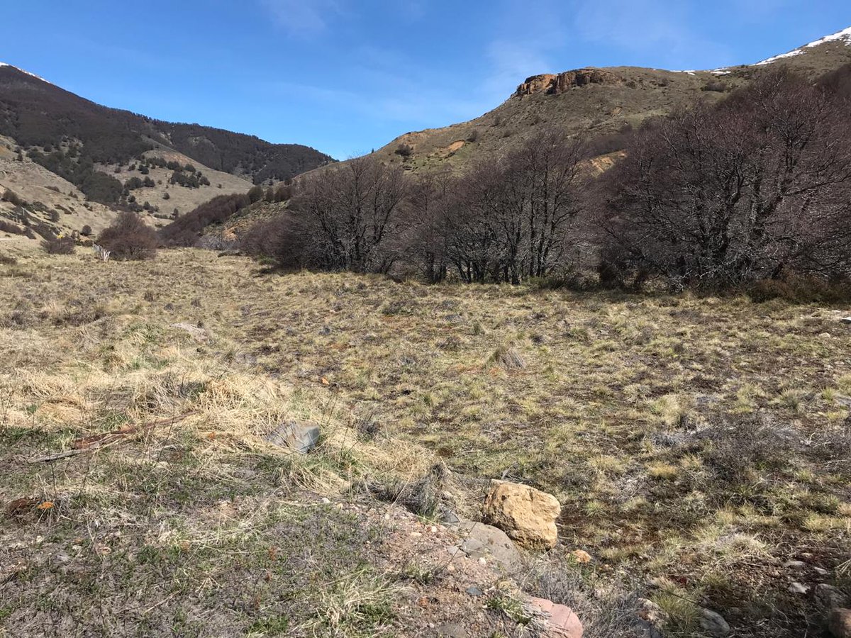 RewildingChile's tweet photo. Nuestro equipo de Rewilding junto a @ConafAysen concretaron la remoción de 600 metros de cercos, de un total de 8 kilómetros, que impiden el libre tránsito de huemules entre el sector Las Horquetas y el Parque Nacional Cerro Castillo, en la Región de Aysén #RewildingChile https://t.co/G4V1dPyDtq