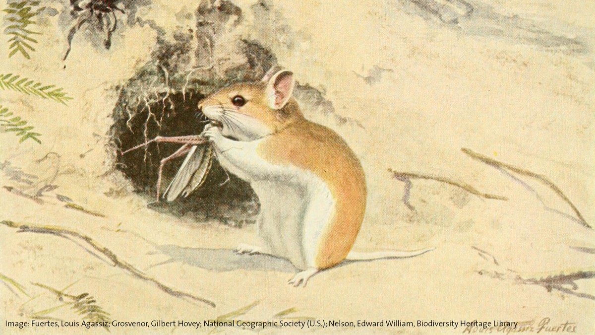 Ever heard of “werewolf mice?” Also known as grasshopper mice, they’re carnivorous rodents with fierce predatory ways—&amp; a tendency to “howl.” The howls are high-pitched vocalizations used to share info with fellow grasshopper mice. Prey include snakes, scorpions, &amp; centipedes.🧟