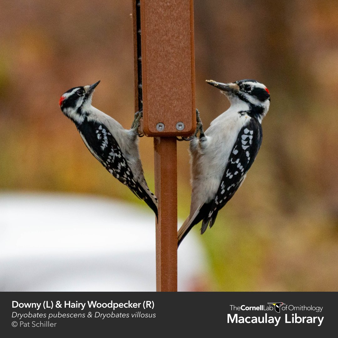 Pileated Woodpecker Size Comparison
