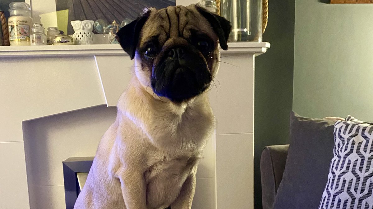baytowncottages's tweet photo. The Boss cracking the whip overseeing everything making sure it’s done properly at Baytown HC HQ 😍 

Like if you think the Boss is cute 👆👆

#boss #doggyboss #pugboss #bosscrackingthewip #cuteboss https://t.co/X5jujPQ4UX