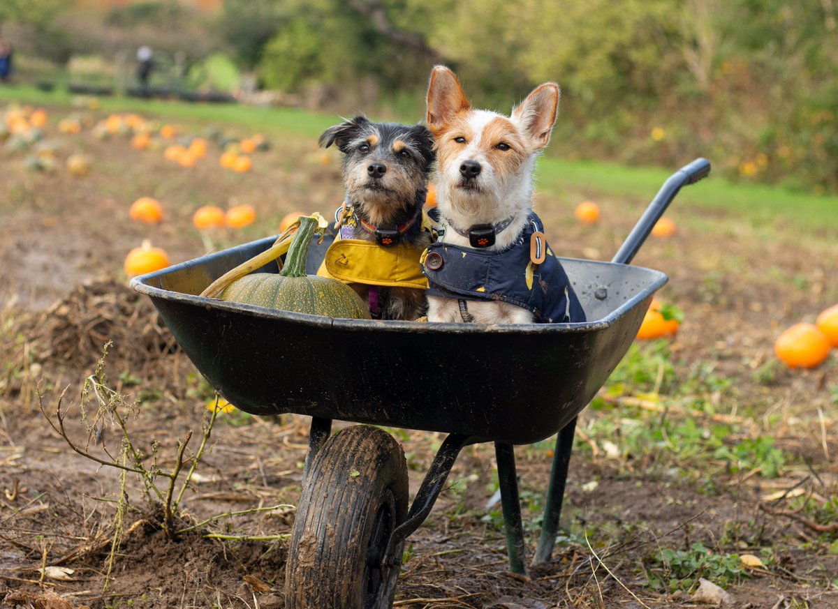 Pitpat Pitpatpet Twitter pitpat pitpatpet twitter