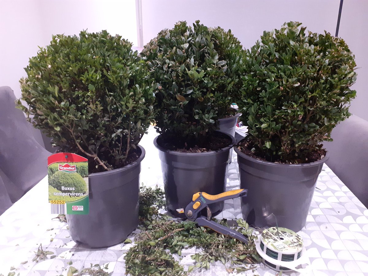 schoolbusmgr's tweet photo. It turns out all the bad haircuts that I had given hubby in lockdown has finally come to good use... now trimming boxes bushes kindly donated to our school playground. #newcareer #headstylist #schoolplayground #planters #donation #sbmtwitter https://t.co/On5A1v6RJ9