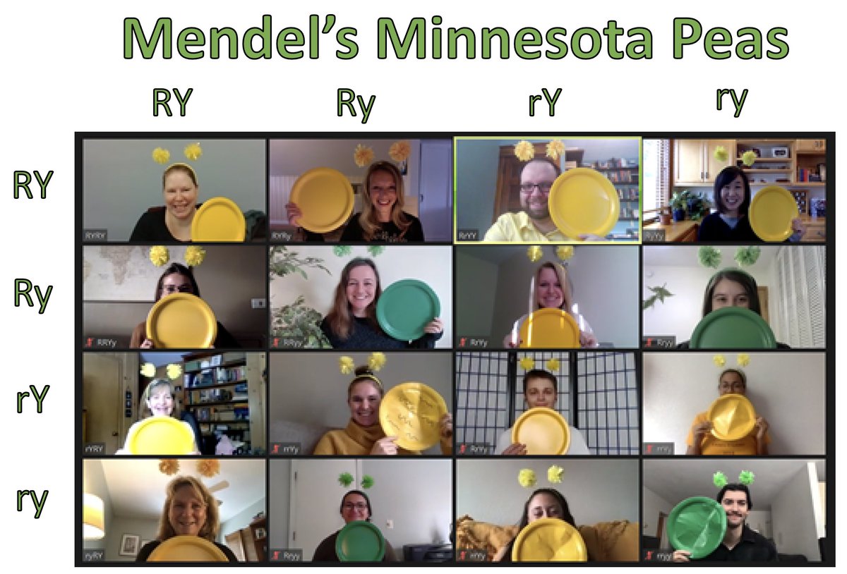 HeatherZierhut's tweet photo. Mendel's Minnesota Peas #hallogene20 #halloGENE

#vote #genetics #genes #Halloween @sabrinavsouth @carolmaryedith @UMNresearch @umngenomics @UMNGC @bsleroy @umncbs @umnmedschool @MCHammer @RedlingerGrosse @AlexandraSigh @blekhman @KateAdamala @BerryS730 @I_MacFarlane 
#gcchat https://t.co/zAqJ0qgUlk